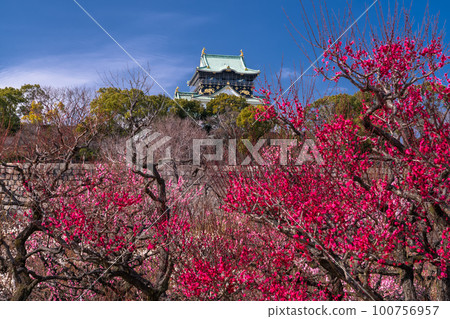 《Osaka Prefecture》Osaka Castle and Plum Blossoms・Osaka Castle Bairin 100756957