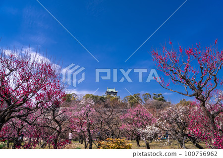 《大阪府》大阪城與梅花・大阪城梅林 100756962