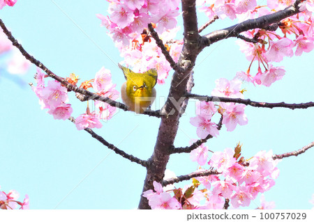 Mejiro and Kawazu cherry tree 100757029