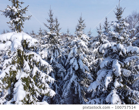 Fairy winter landscape with fir trees and snowfall. Christmas greetings concept Fairy winter landscape with fir trees and snowfall. Christmas greetings concept 100757514