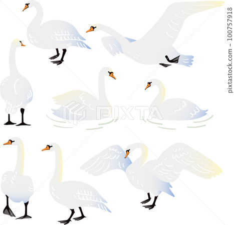 Vector illustration of a mute swan that stands, walks, floats on the surface of the water, takes off and flaps its wings 100757918