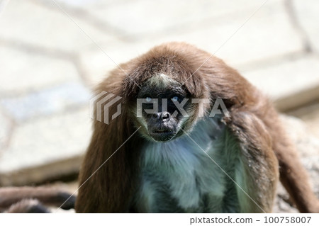 Brown Woolly Spider monkey with surprised expression 100758007