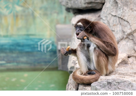 Brown Woolly Spider Monkey eating food from both hands 100758008