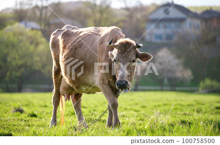 Milk cow grazing on green farm pasture on summer day. Feeding of cattle on farmland grassland Milk cow grazing on green farm pasture on summer day. Feeding of cattle on farmland grassland 100758500