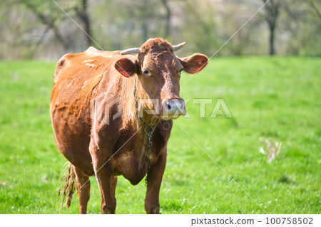 Milk cow grazing on green farm pasture on summer day. Feeding of cattle on farmland grassland Milk cow grazing on green farm pasture on summer day. Feeding of cattle on farmland grassland 100758502