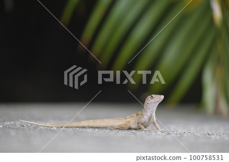 Macro closeup of blown alone lizard warming on summer sun. Anolis sagrei small reptile in native to Florida USA 100758531
