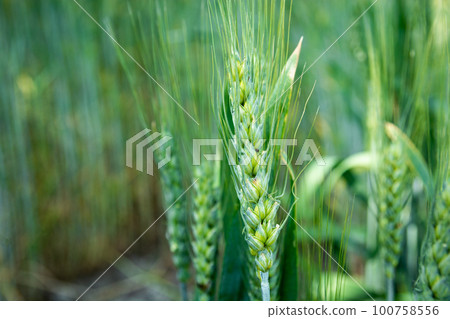 Close-up of green ears of triticale grain 100758556