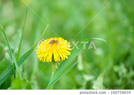 Honey bee gathering nectar on yellow dandelion flowers blooming on summer meadow in green sunny garden Honey bee gathering nectar on yellow dandelion flowers blooming on summer meadow in green sunny garden 100758634