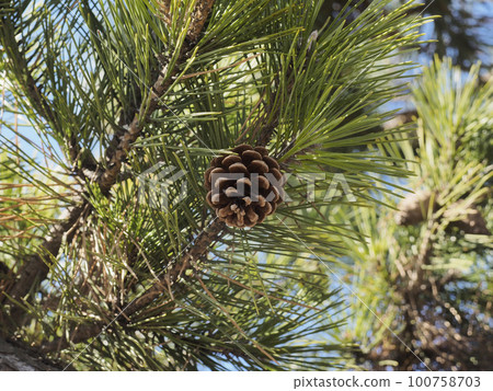 松果（北海道函館市） 100758703