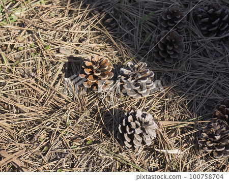 松果（北海道函館市） 100758704