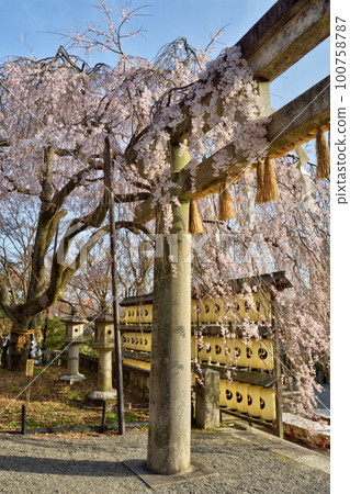 大石神社的櫻花 100758787