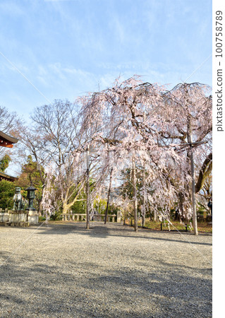 大石神社的櫻花 大石神社的櫻花 100758789