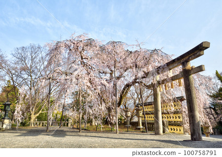 Cherry blossoms at Oishi Shrine Cherry blossoms at Oishi Shrine 100758791