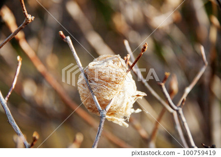 Praying mantis eggs (photographed in March) 100759419
