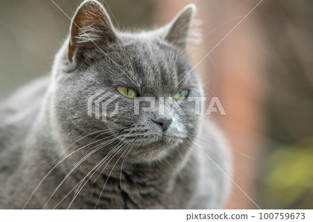 Closeup portrait of serious grey furry cat. 100759673