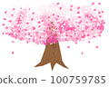 Cherry tree in full bloom  100759785