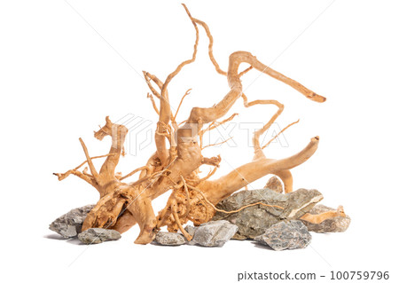 Grey mountain stone with red moor driftwood for freshwater aquarium aquascaping design isolated on the white background. 100759796