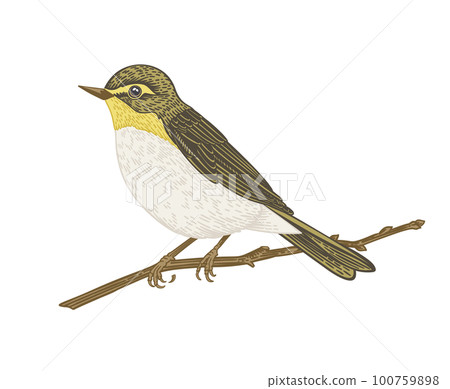 Bird on a branch. Willow warbler. Yellow. 100759898