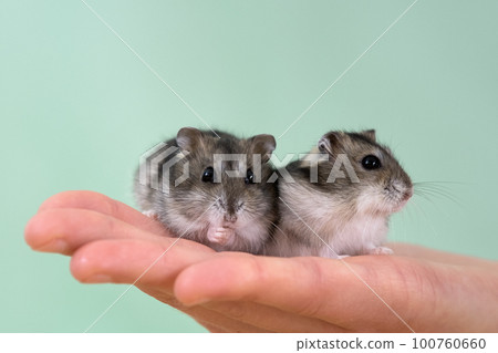 Closeup of two small funny miniature jungar hamsters sitting on a woman's hands. Fluffy and cute Dzhungar rats at home. 100760660