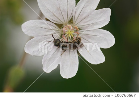 Closeup on a small green metallic furrow bee, Lasioglossum , on a white Geranium pyrenaicum 100760667