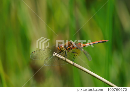 Closeup on the red male of the yellow-winged darter, Sympetrum flaveolum against a green background Closeup on the red male of the yellow-winged darter, Sympetrum flaveolum against a green background 100760670
