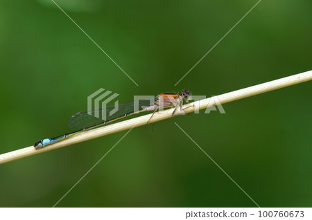 Natural closed on a pink colored Blue-tailed damselfly Ischnura elegans sitting on a straw 100760673