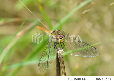 Frontal closeup on a Ruddy darter, Sympetrum sanguineum perched on a straw Frontal closeup on a Ruddy darter, Sympetrum sanguineum perched on a straw 100760674