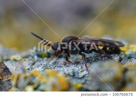 Closeup on a red colored female Early Nomad bee, Nomada leucophthalma sitting on wood 100760678