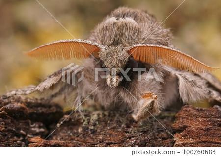Facial closeup on a Pale tussock moth, Calliteara pudibunda sitting on wood 100760683