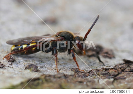 Closeup on a red colored female Early Nomad bee, Nomada leucophthalma sitting on wood 100760684