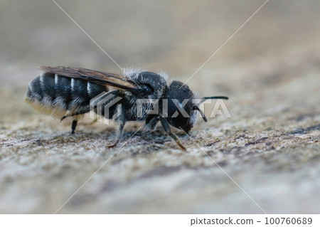Closeup on a cute small female of the black-eyed mason bee, Osmia ligurica, sitting on a stone Closeup on a cute small female of the black-eyed mason bee, Osmia ligurica, sitting on a stone 100760689