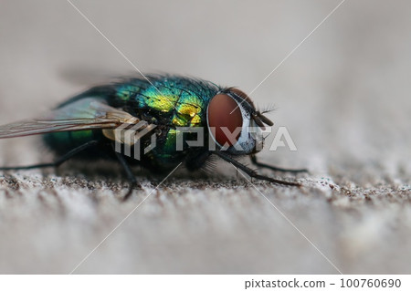 Closeup on a common green bottle fly, Lucilia sericata, sitting on wood in the garden Closeup on a common green bottle fly, Lucilia sericata, sitting on wood in the garden 100760690
