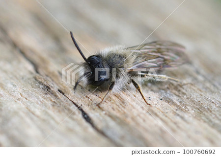 Closeup on a male Clarke's mining bee, Andrena clarkella sitting wood 100760692
