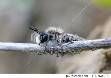 Closeup on a male Clarke's mining bee, Andrena clarkella sitting in a twig Closeup on a male Clarke's mining bee, Andrena clarkella sitting in a twig 100760693