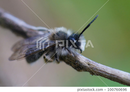 Closeup on a male Clarke's mining bee, Andrena clarkella sitting in a twig 100760696
