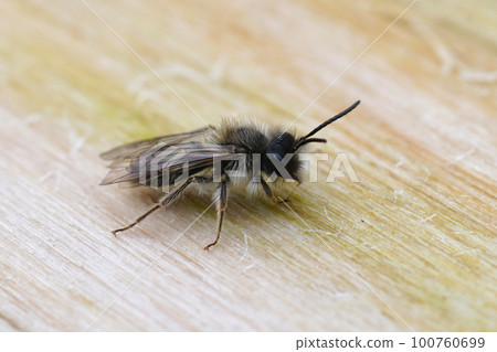 Closeup on a male of the endangered nycthemeral mining bee, Andrena nycthemera 100760699
