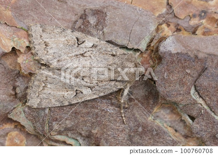 Closeup on the Dingy Shears owlet moth, Apterogenum ypsillon sitting on wood in the garden Closeup on the Dingy Shears owlet moth, Apterogenum ypsillon sitting on wood in the garden 100760708