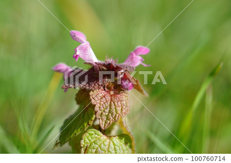 Selective focus closeup on a Purple archangel or red dead-nettle , Lamium purpureum 100760714