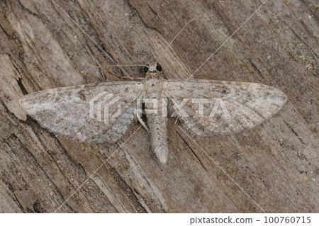 Closeup on the small Angle-barred Pug , Eupithecia innotata, geometer moth, with spread wings Closeup on the small Angle-barred Pug , Eupithecia innotata, geometer moth, with spread wings 100760715