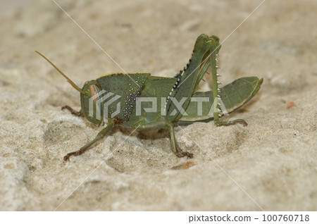 Closeup on a green nymph of the Egyptian migrating locust grasshopper , Anacridium aegyptium Closeup on a green nymph of the Egyptian migrating locust grasshopper , Anacridium aegyptium 100760718