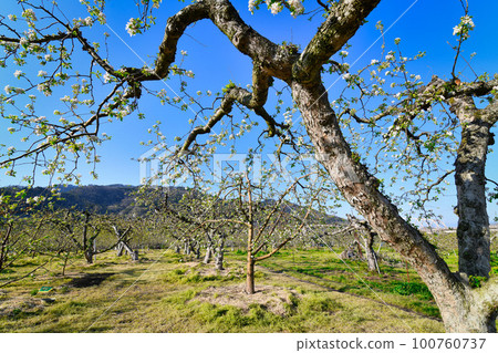 Apple flowers and blue sky 100760737