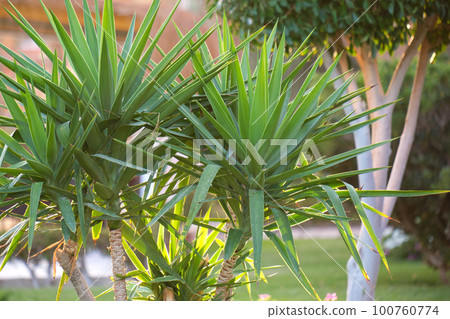 Closeup of green tropical plants in summer garden 100760774