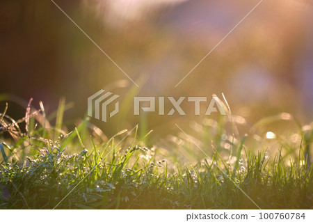 Closeup of green grass with long blades growing on lawn in summer 100760784