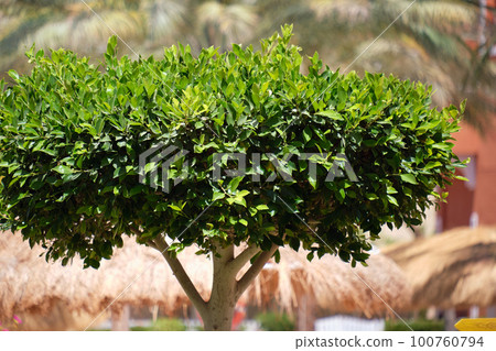 Closeup of fresh green tree with wooden trunk and vibrant green leaves growing in summer garden 100760794