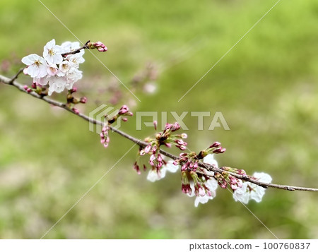 Beginning of Sakura 100760837