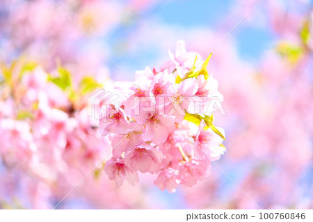 Spring when cherry blossoms bloom with a gentle blue sky Spring when cherry blossoms bloom with a gentle blue sky 100760846