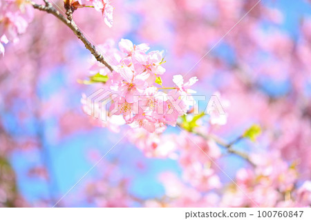 Spring when cherry blossoms bloom with a gentle blue sky Spring when cherry blossoms bloom with a gentle blue sky 100760847