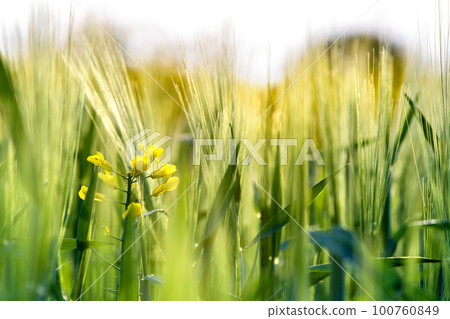 Close up of green wheat heads growing in agricultural field in spring. Close up of green wheat heads growing in agricultural field in spring. 100760849