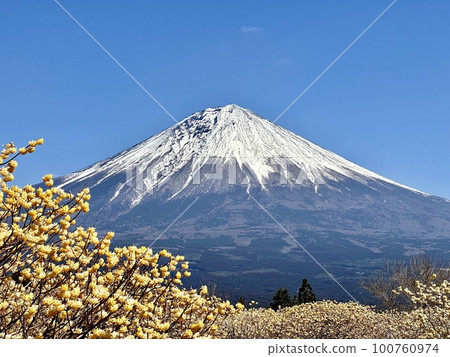 Mitsumata and Mt. Fuji Mitsumata and Mt. Fuji 100760974