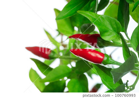 Organic red pepper plant with green leaves on a white background Organic red pepper plant with green leaves on a white background 100760993